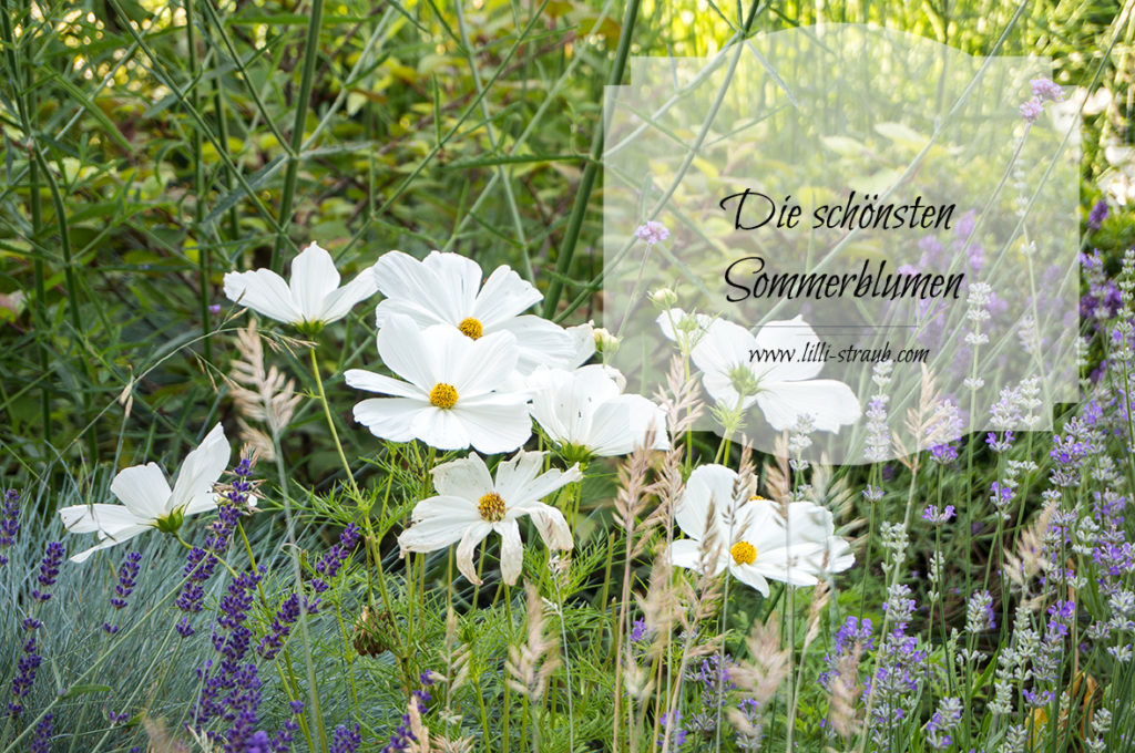 Die schönsten Sommerblumen für den Garten