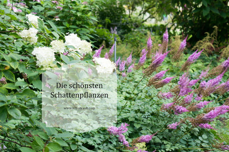 Die schönsten Pflanzkombinationen für ein Schattenbeet