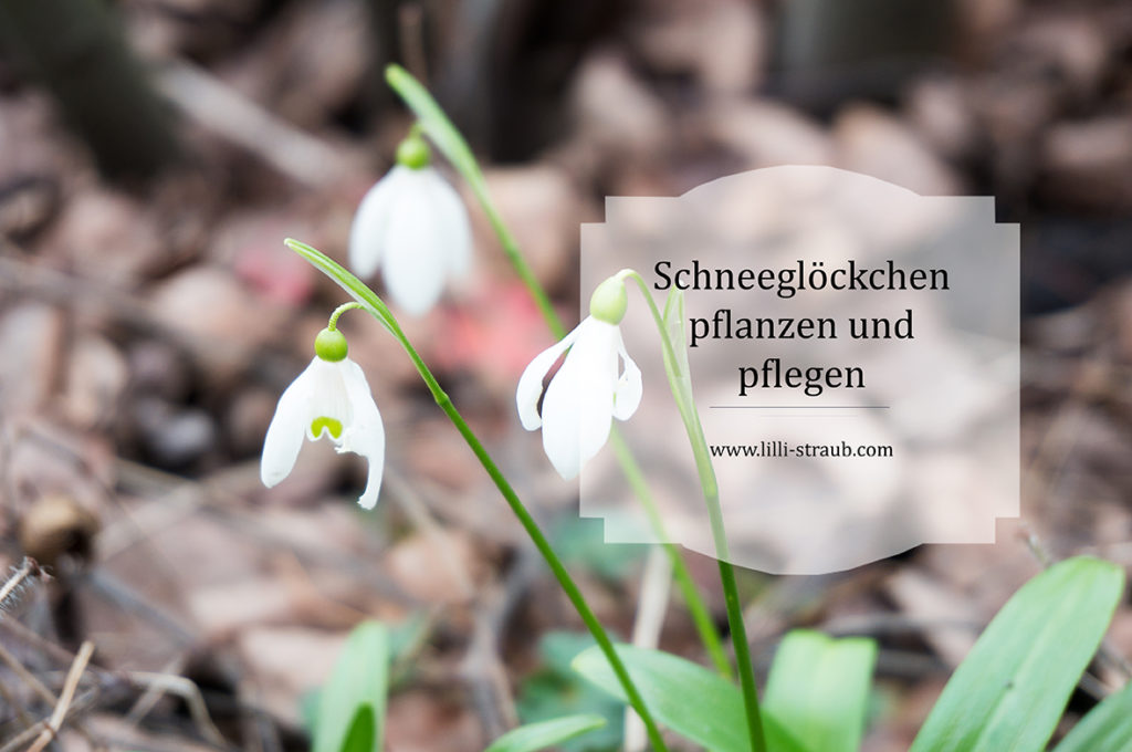 Schneeglöckchen pflanzen und pflegen und düngen