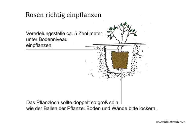 Die schönsten modernen Rosen mit Bildern. Rosen richtig einpflanzen