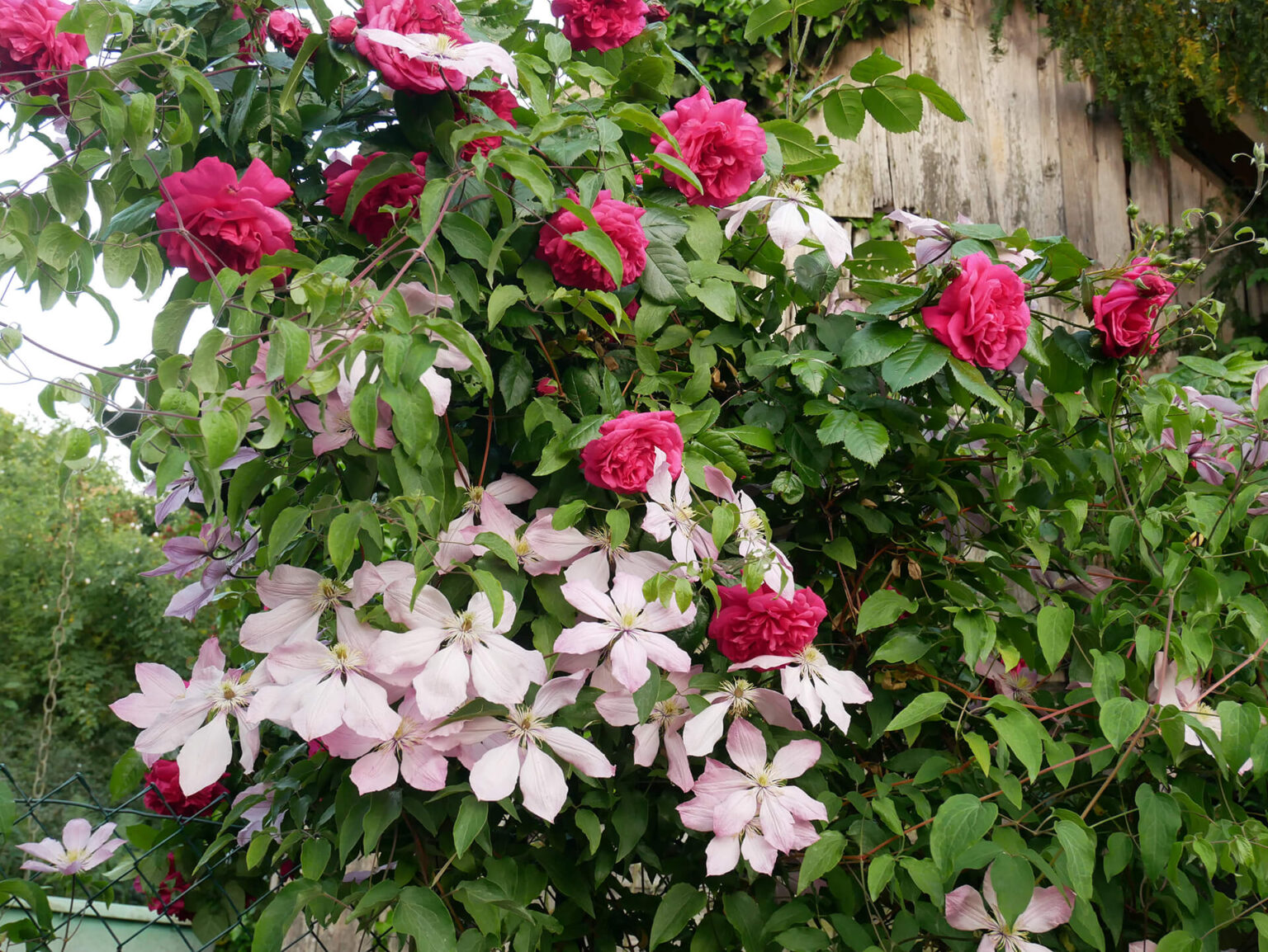 Ein Gespräch über Clematis mit Brigitte Niemela, besser bekannt als